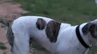 #indianmasttiff #bullykuta #bullykuttatraining Bully kutta