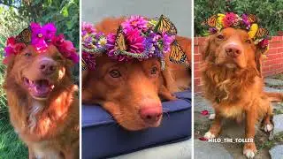 MILO VISITS THE ELLWOOD BUTTERFLY GROVE TO SEE THE MONARCH MIGRATION