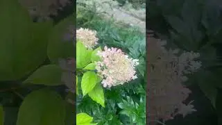 Метельчатые гортензии в дождь