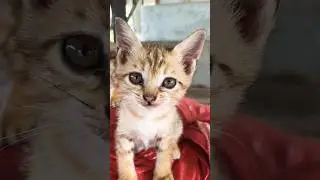 baby cat crying #babycat #cat #shorts #animals #pets
