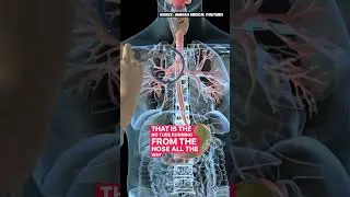 Tube From Your Nose To Your Stomach