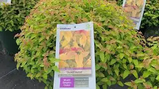 Spiraea 'Goldflame' (Japanese Spirea) // INTENSE Golden Foliage with Red Tips & Bright Pink Flowers!