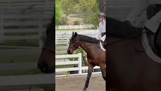 How to slow your horse down without pulling the reins. #horseridung