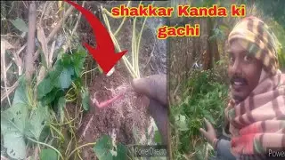 Agali sal ki shakkar Kanda ki gachi अगले साल की शक्कर कांड की गछी