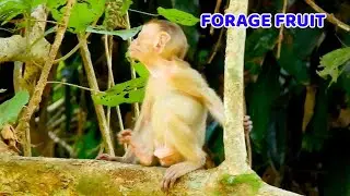 Forage time baby Elpida looking for fruit on tree, Elpida much time now freely from Alberto on tree