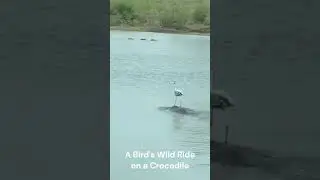 A Bird's Wild Ride on a Crocodile  #wildanimal #naturelife #naturelove #wildanimals