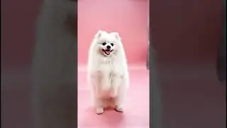 From Forest Guardian to Pink Dancing Puppy &ndash; Cute Dog Journey 😍🐾