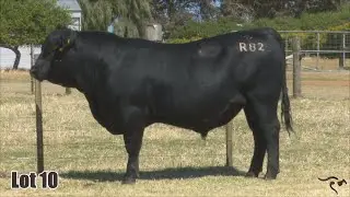 Lot 10 Boonaroo Knock Out R82