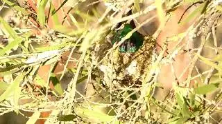 HAPPY MOTHER&acute;S DAY! selfless Sparkling violetear mother! Feliz Dia de la MADRE!