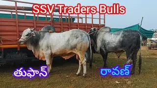 పెద్దకొత్తపల్లి ఓల్డ్ కేటగిరి విభాగానికి వచ్చిన SSV Traders Bulls 