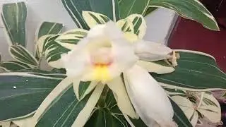 Planta cana do brejo ou costus arabicus.