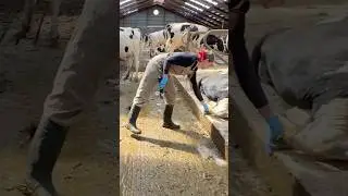 ✂️🐄 Cow Grooming 101 From A Pretty Farm Girl &ndash; Why Tail Trimming Actually Matters