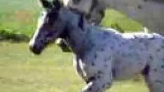 Appaloosa leopard colt