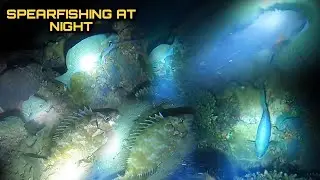 Night Spearfishing Hunting Fresh Seafoods Palawan Philippines Episode 8