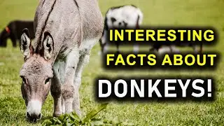 INTERESTING FACTS ABOUT DONKEYS!