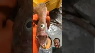 👉 &ldquo;One-eyed fish?! 😳