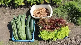 Early Vegetable Harvest | Courgette/Marrow, Potato and Lettuce