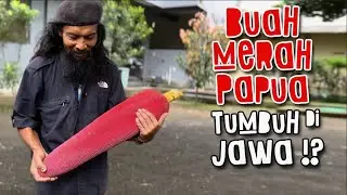 Lestarikan Buah Merah Papua di Tanah Jawa. Bisa kah !?