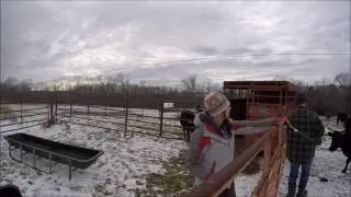 Homesteading - Loading a Bull