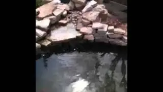 Koi pond makeover