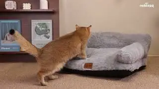 A sofa just for cats&mdash;curl up and relax! 125814