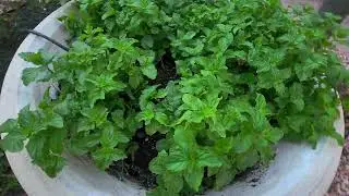 Growing Mint. #shorts #garden #gardening #flowers #love #beautiful