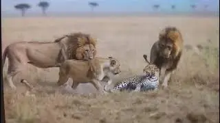 Leopard 🐆 v/s 3 lion 🦁 #wildlife #viral #bigcats 