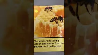 Social Insects