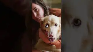 How Dogs can love