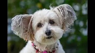 Why Are Dog Years Different from Human Years? The Surprising Science Explained!