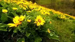 Dr Joe dispenza Guided meditation with Nature therapy