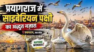 Prayagraj dasha SumerGhat per Siberian pakshi magh Mela 2026