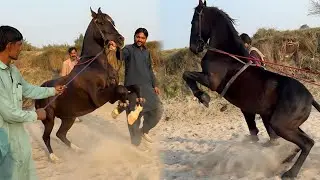 🐎 Mastana aur Sultan ki Shandaar Training!