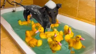 My Dog decided to take a Bubble BATH