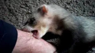 Ferrets attack, say's sorry. But give my wife kisses!