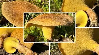 Erlengr&uuml;bling essbar? Verwechslung & Schutzstatus | Erlengr&uuml;nling, Gyrodon lividus | Boletus lividus