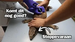 Wordt Ferry de Steppevaraan nog Beter?!? | Met de Steppevaraan naar de Dierenarts