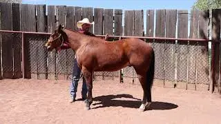 NMSU Colt Starting Series - Video 1