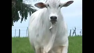 Borana Bull