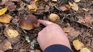 Боровики по осени 4.10.21