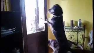 dog 