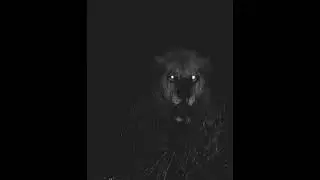 [free] nutso thugn + lazer dim + brennan jones + sn8ke type beat 