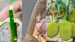 4 Grafting Technique How To Grafting Fruit Trees 