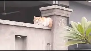 When you see your cat after a long time | NiDS Go