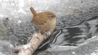 Zaunkönig auf dem Eis (Wren, Troglodytes troglodytes)