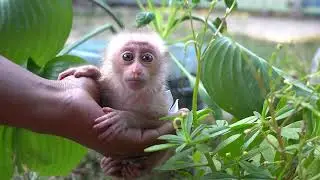 Heartwarming Moment! Holding a Newborn Baby Monkey for the First Time!