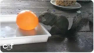 Squirrel Vs Water Balloon | Curiosity Wet the Squirrel
