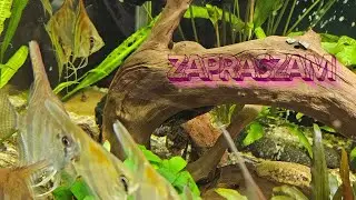 Wizyta u Mateusza. Mateusz zamawia akwarium 7,600L. Małe ogłoszenie.