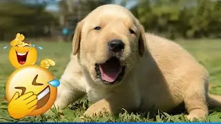 New Funny Animals 😸 Funniest Cats and Dogs 2026 🤣 🌸 #animals #funnydogs #funnycats
