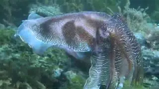 Amazing Australian Giant Cuttlefish (Sepia apama) Aggregation